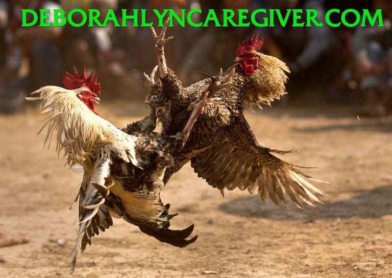 Đá Gà Trực Tiếp - xeng88