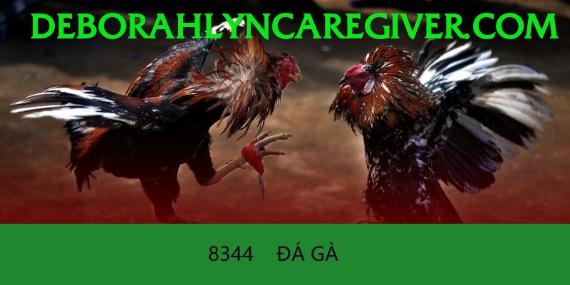 Đá Gà Trực Tiếp - Trải nghiệm tuyệt vời