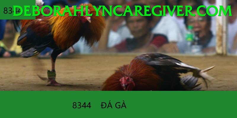 Đá Gà Trực Tiếp - Ưu đãi đặc biệt